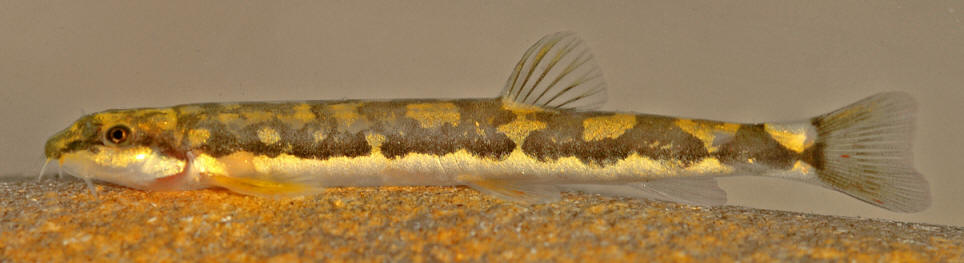 Turkey, courtesy of Jörg Freyhof